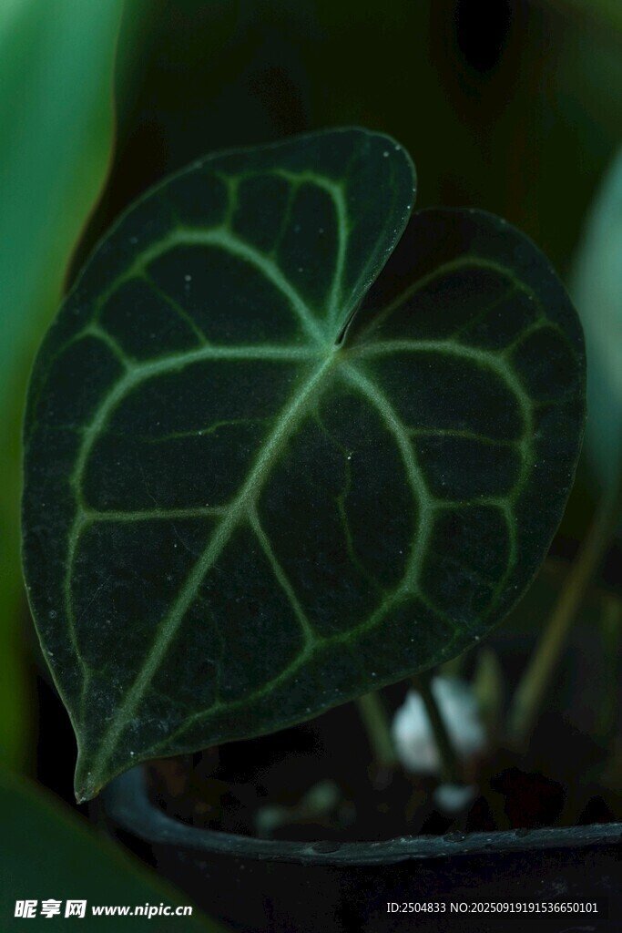 心形黑脈觀葉植物特寫