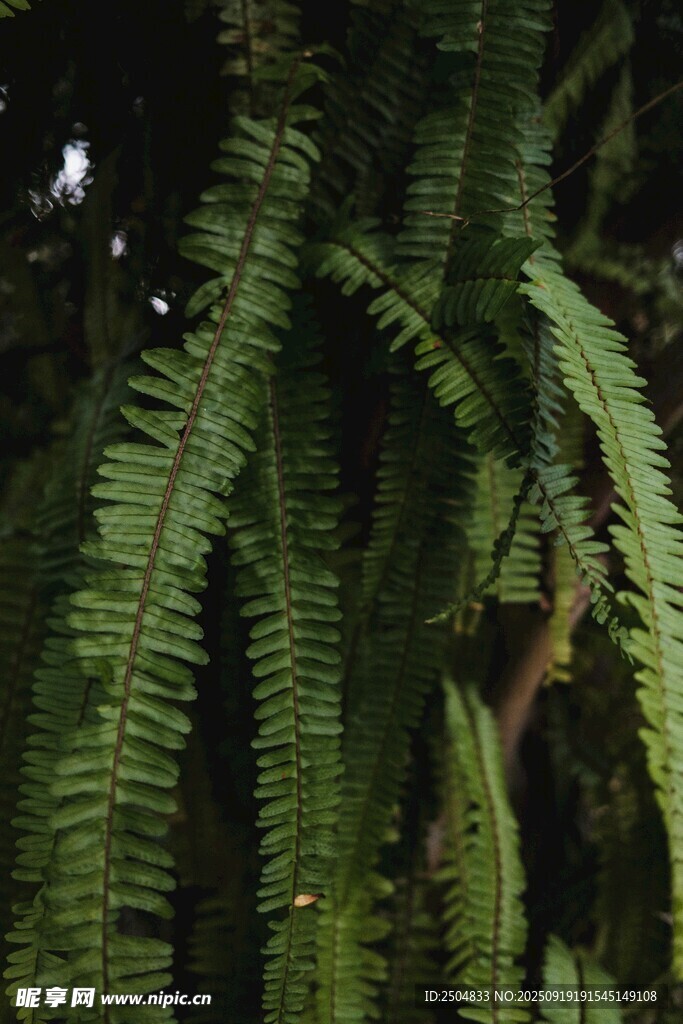 翠綠蕨類植物特寫(xiě)
