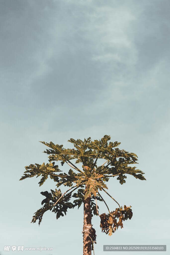 孤樹挺立藍天之下