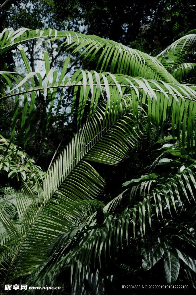 繁茂的熱帶綠植景觀