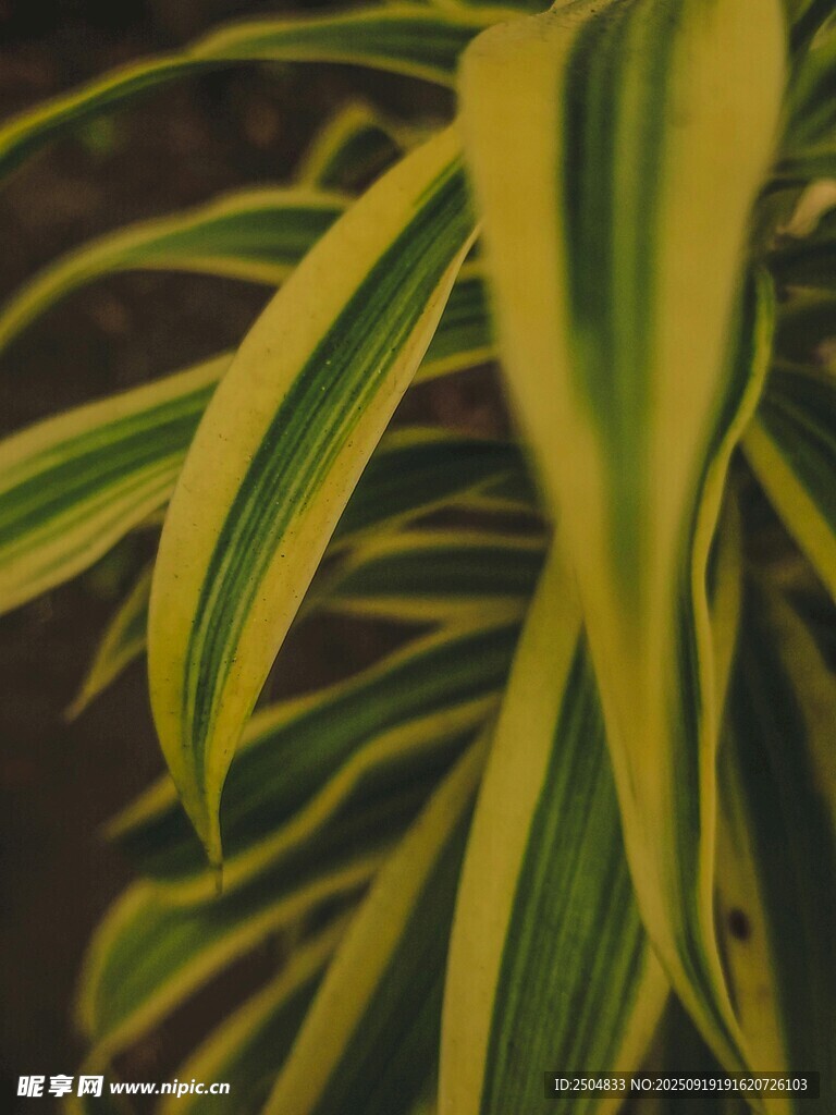 黃綠條紋葉片植物特寫