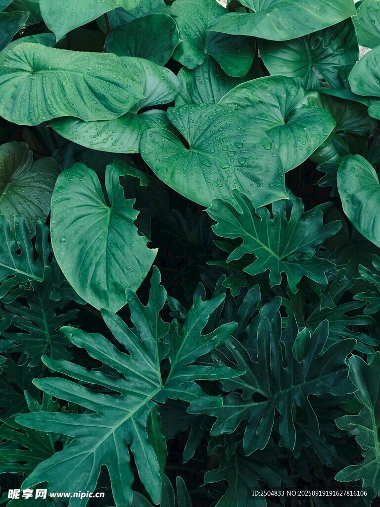 繁茂綠植特寫
