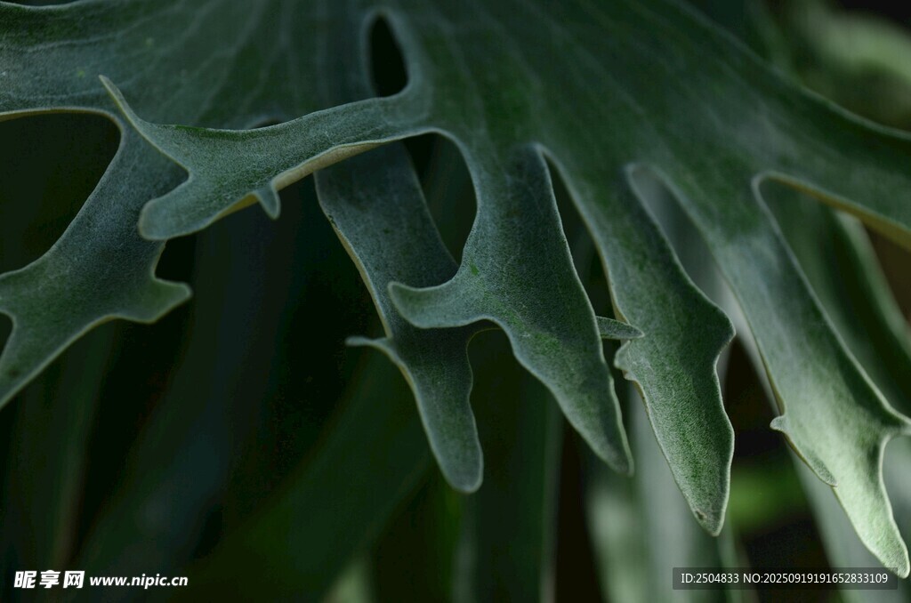 獨(dú)特造型的綠色植物葉片
