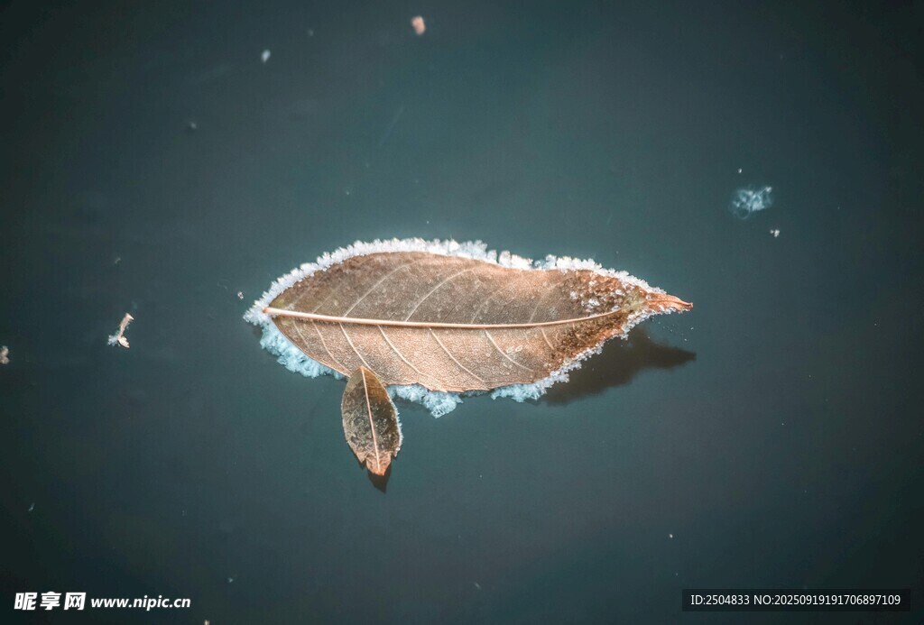 深海中的神 扁平生物