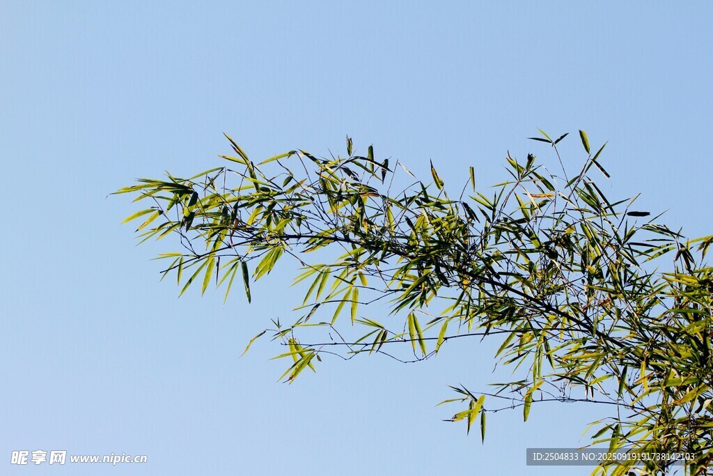 藍天映襯下的翠綠竹枝