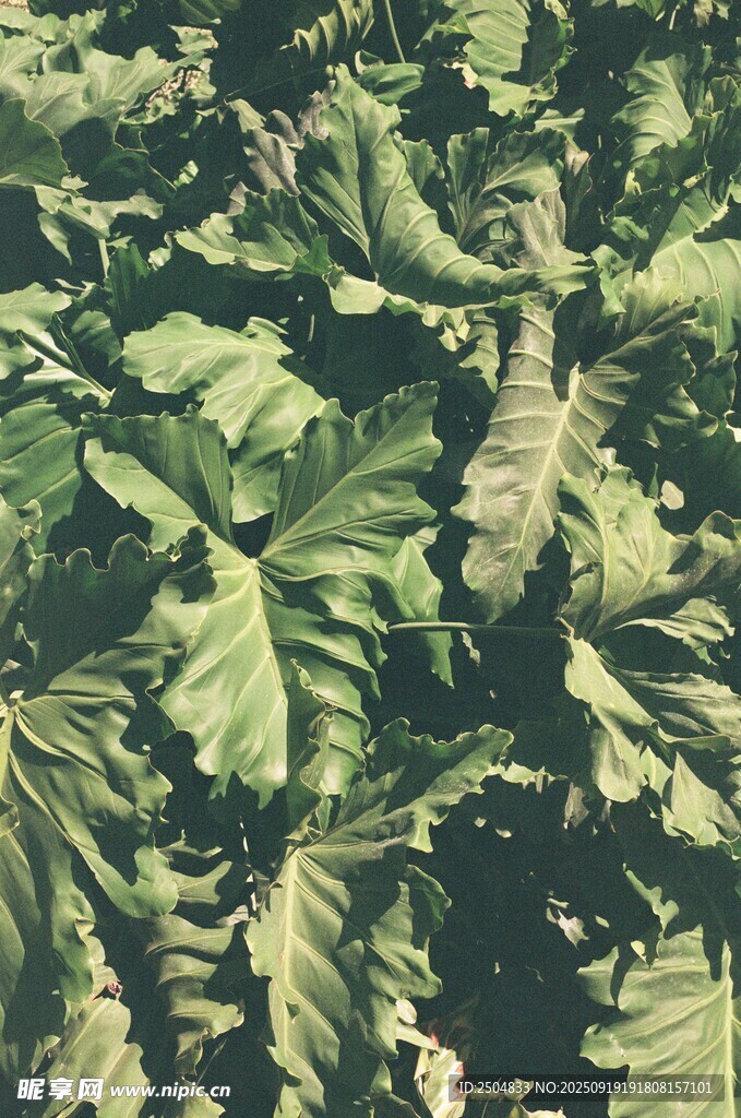 翠綠繁茂的大片植物葉片