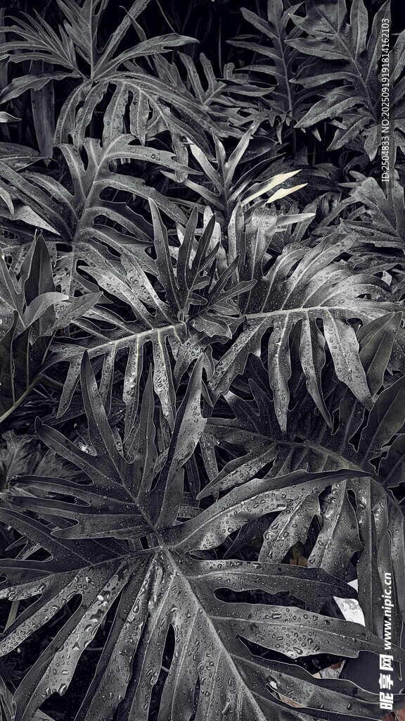 深色調(diào)羽狀葉片植物圖