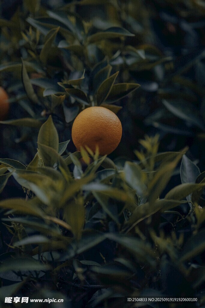 綠葉間的飽滿橙色果實