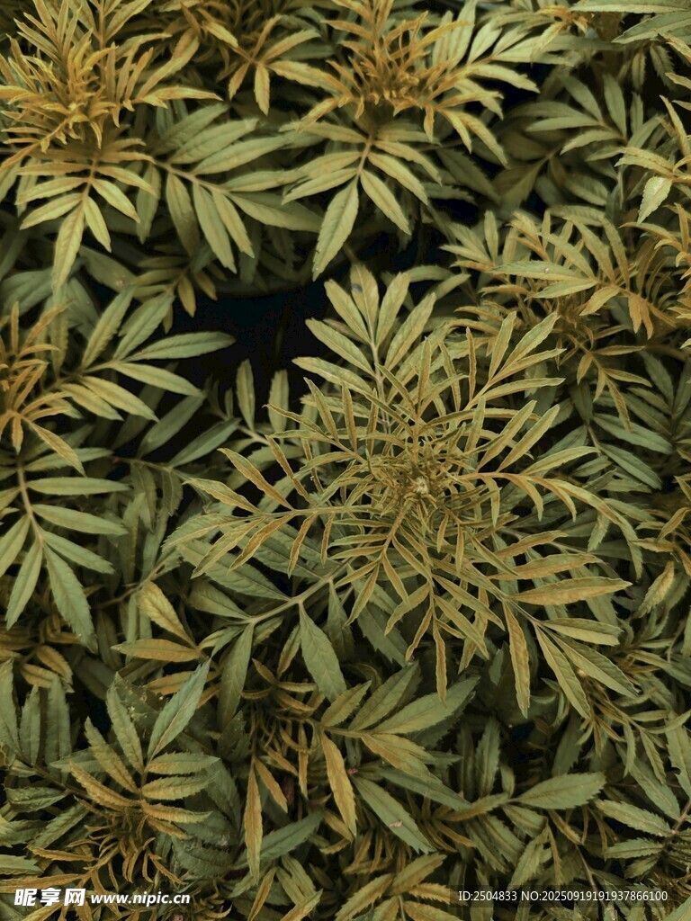 茂密的大麻植物葉片