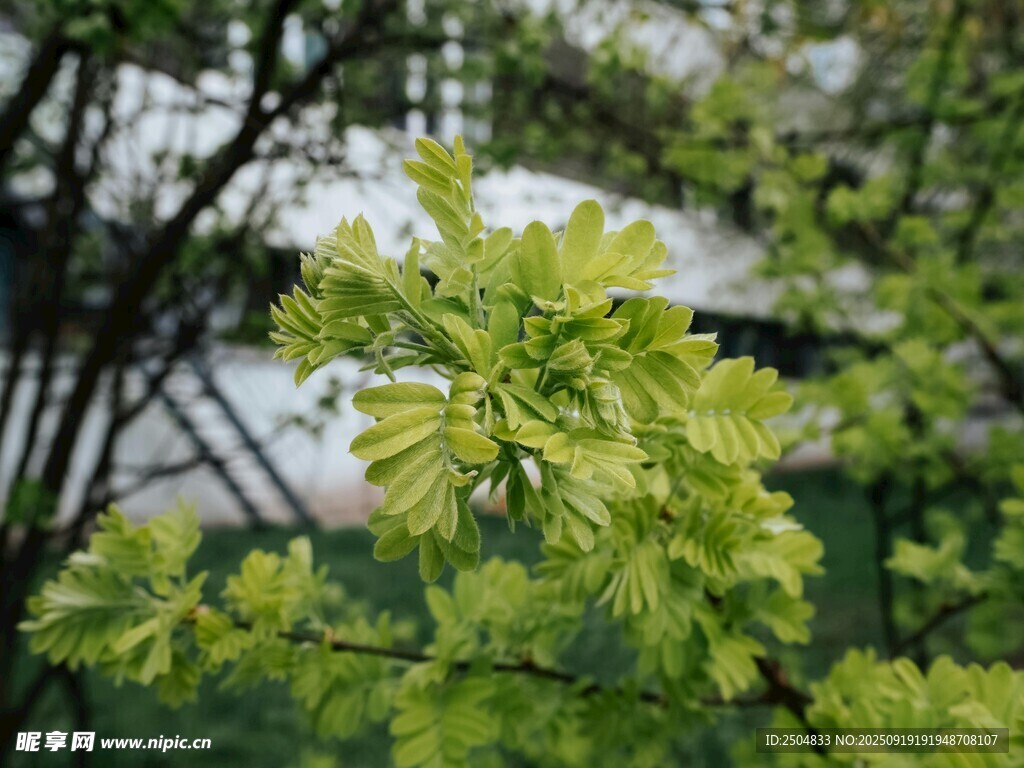嫩綠樹葉展現(xiàn)盎然生機