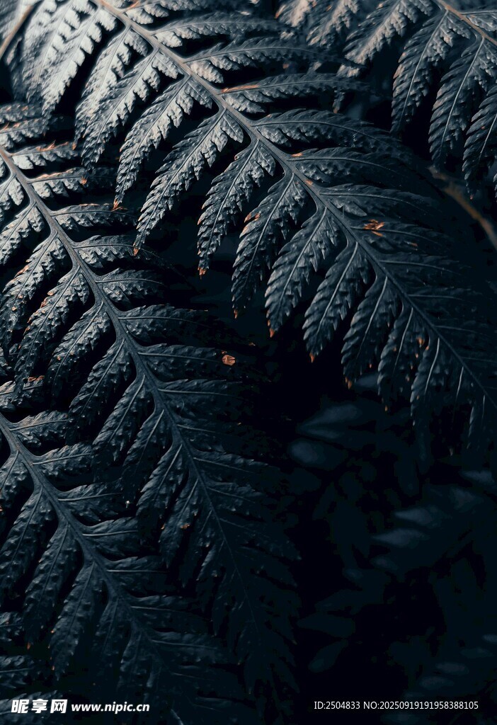 深黑蕨類葉片獨特紋理