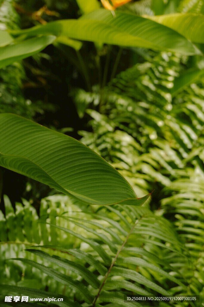 翠綠蕨類植物葉片特寫