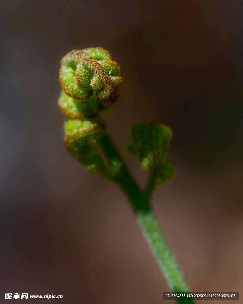 嫩綠蕨類植物的新生姿態(tài)