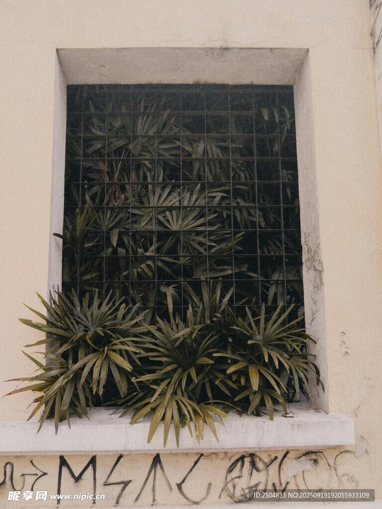 窗邊綠植 古樸墻面景致