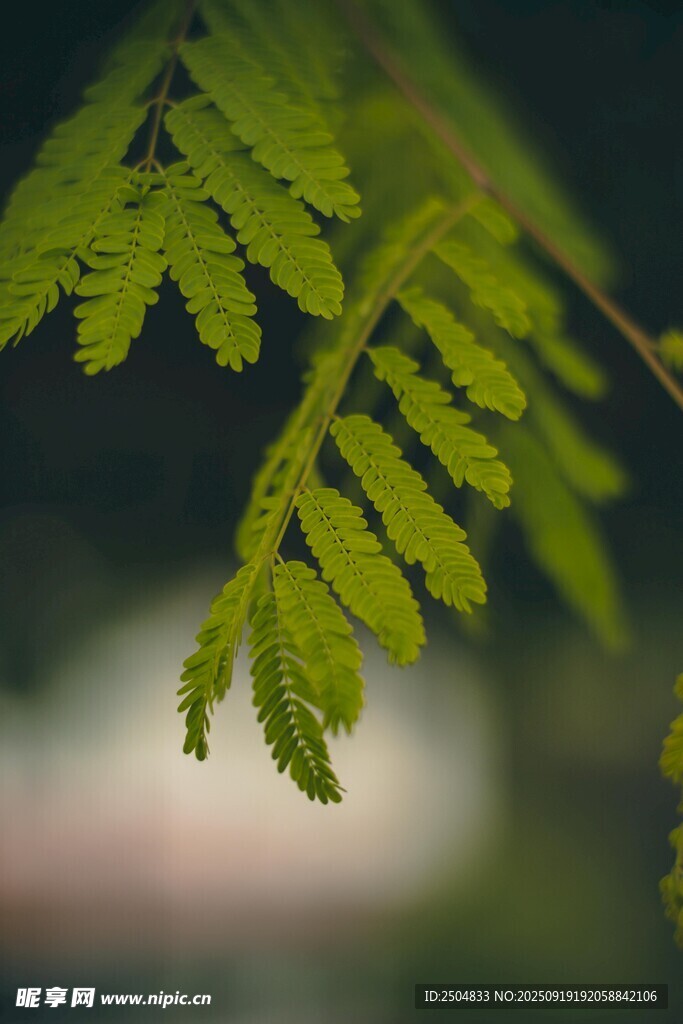 翠綠蕨葉特寫