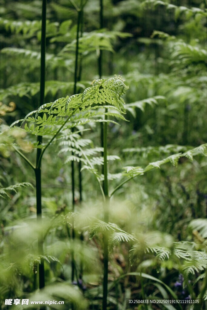 翠綠蕨類植物的自然景致