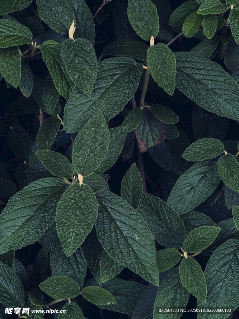 綠葉植物特寫