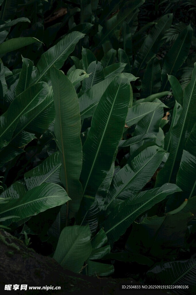 茂密綠植特寫