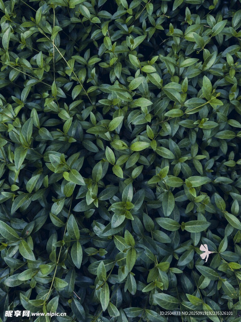 茂密翠綠的植物葉片