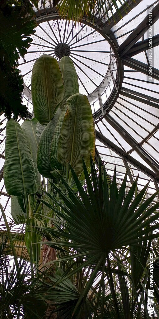 溫室中的多樣綠植景觀