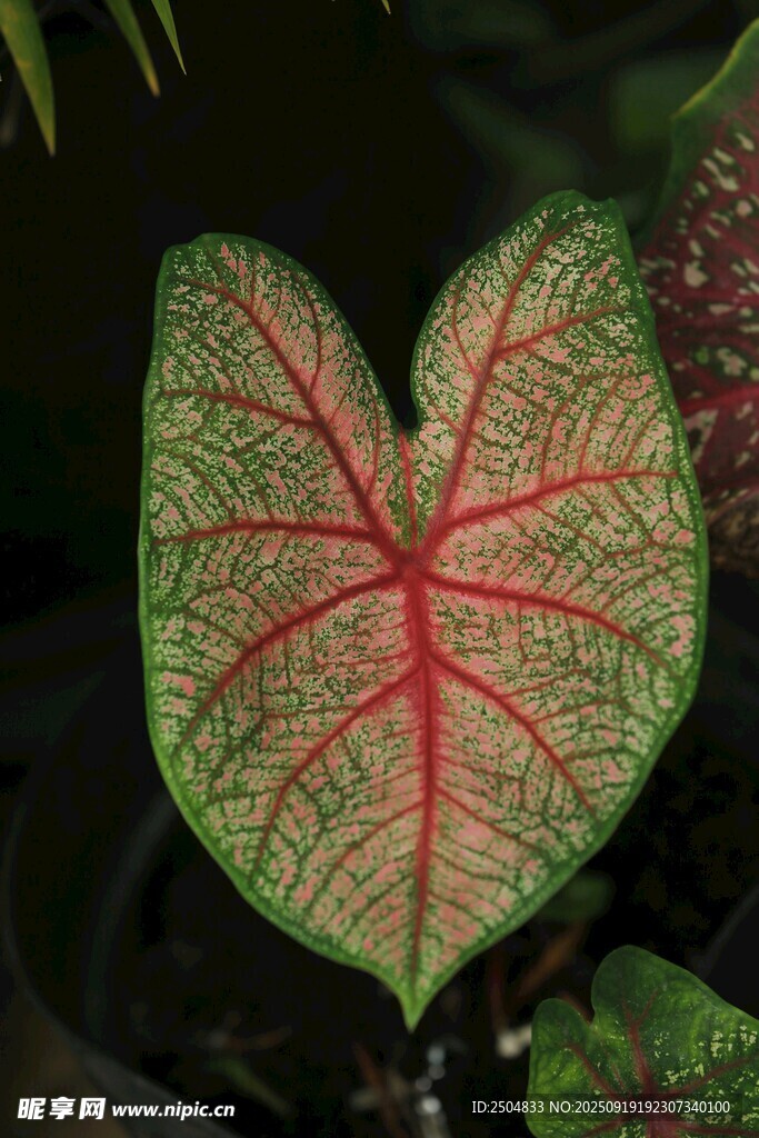 心形紅脈觀葉植物