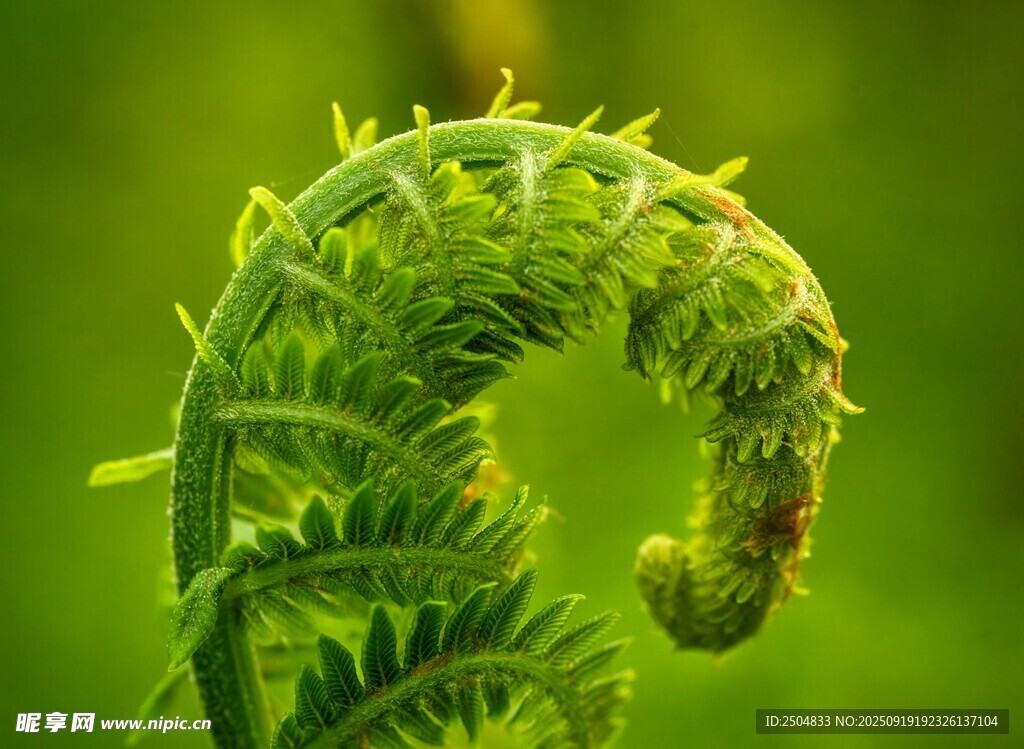 卷曲的嫩綠蕨類植物
