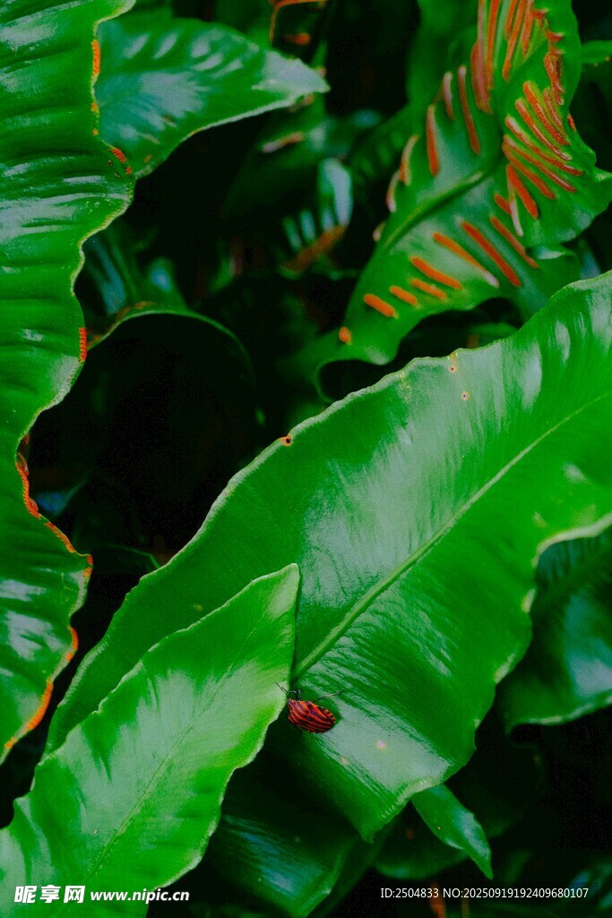 翠綠繁茂的熱帶植物葉片