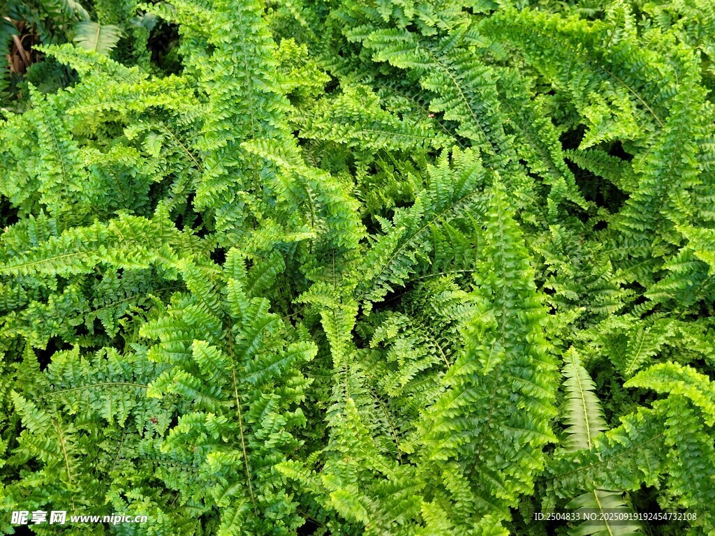 翠綠蕨類植物特寫