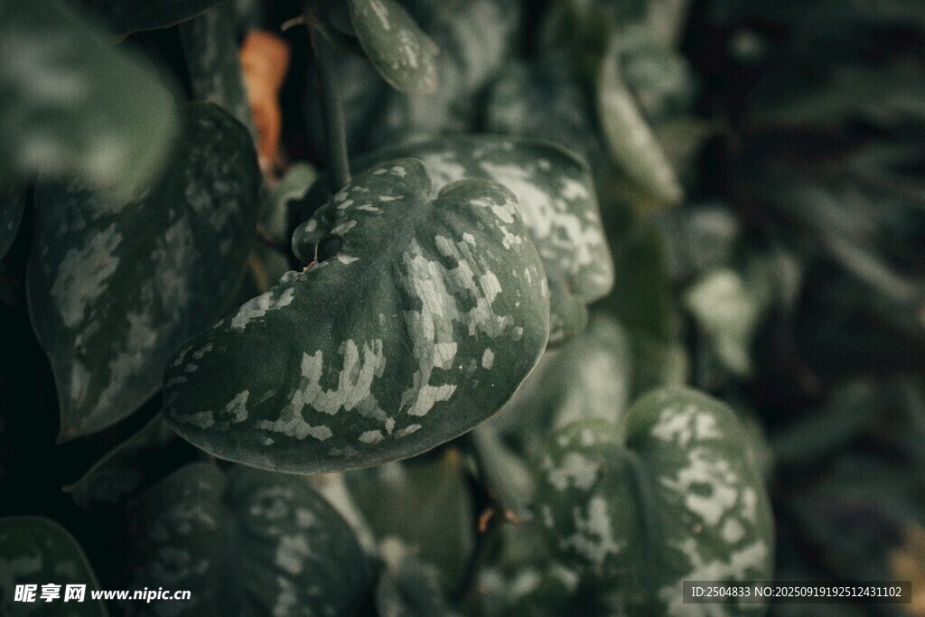 深綠葉脈獨特的植物特寫