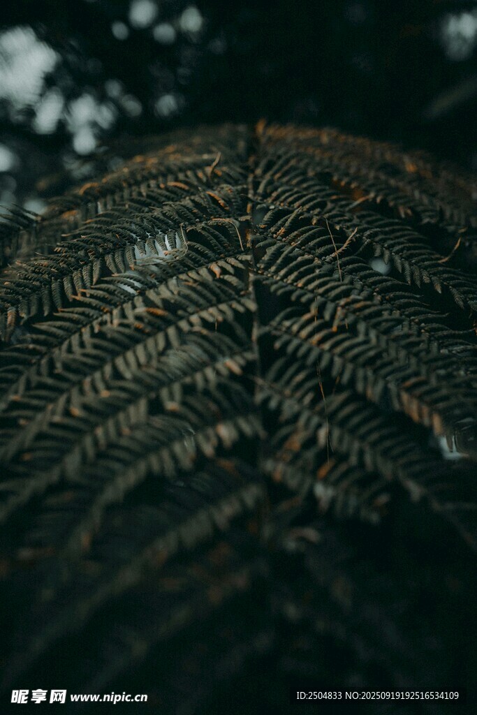 蕨類葉片特寫