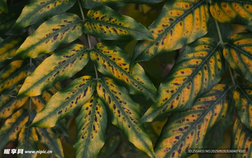 斑斕葉脈植物葉片特寫