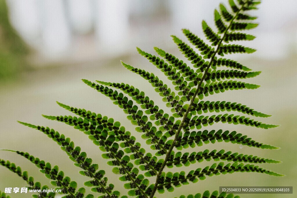 蕨類植物葉片特寫