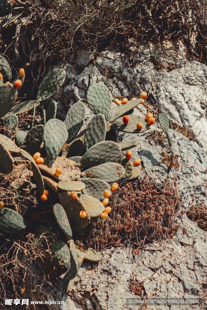 沙地上的沙棘植物