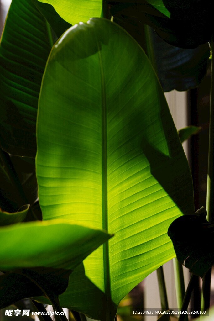 陽光下的翠綠芭蕉葉