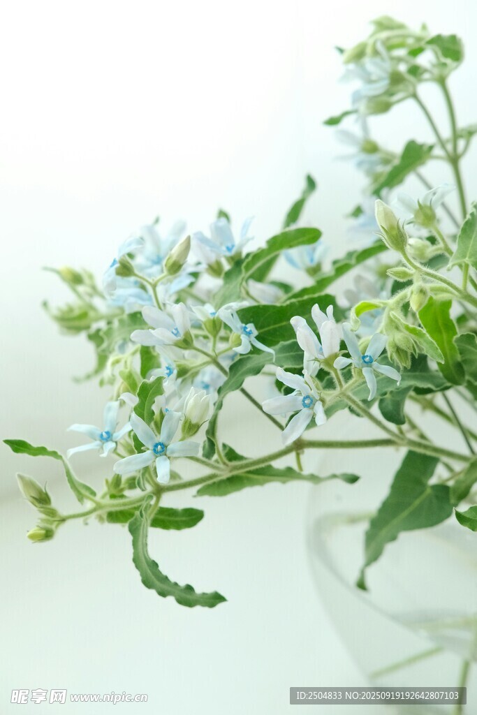 清新藍(lán)花綠植插花特寫