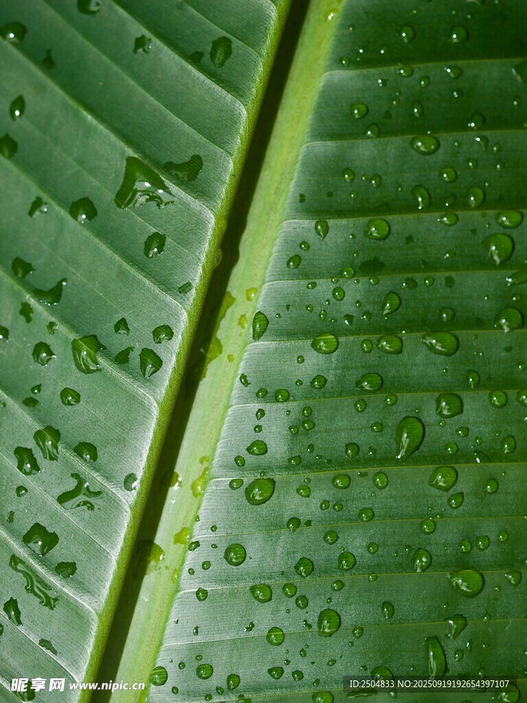 帶水珠的翠綠芭蕉葉