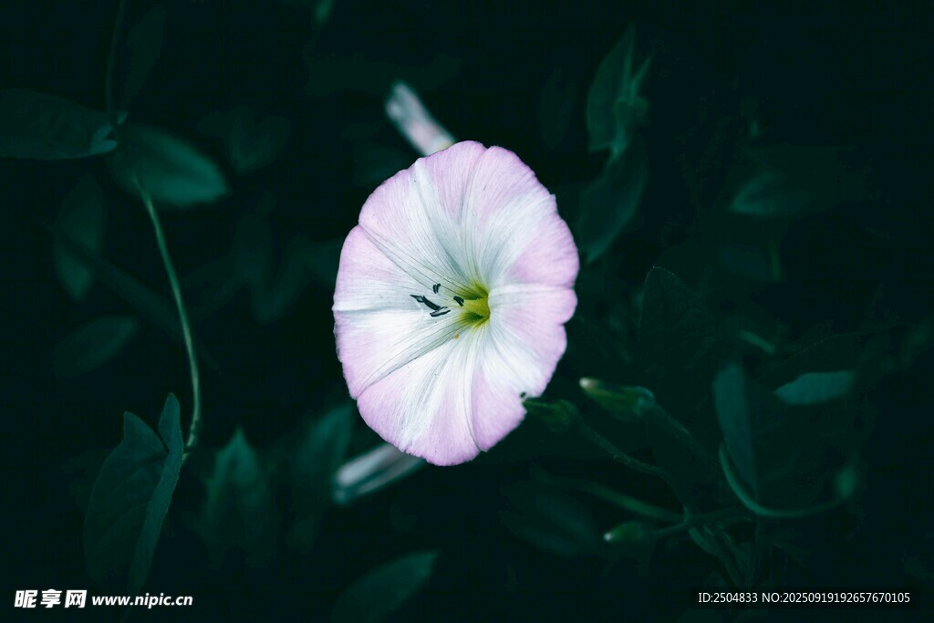 白色牽牛花特寫(xiě)