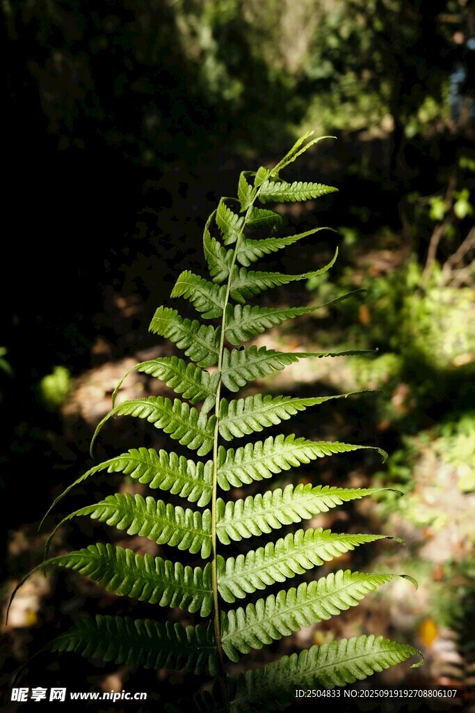陽(yáng)光下的翠綠蕨類植物