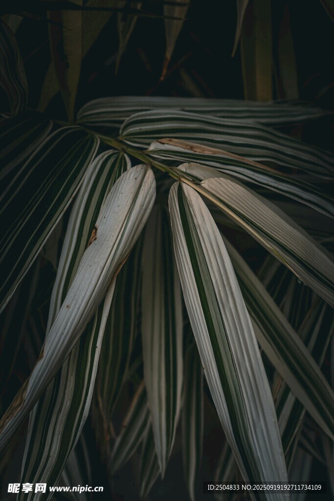 細(xì)長(zhǎng)葉片的獨(dú)特植物景觀