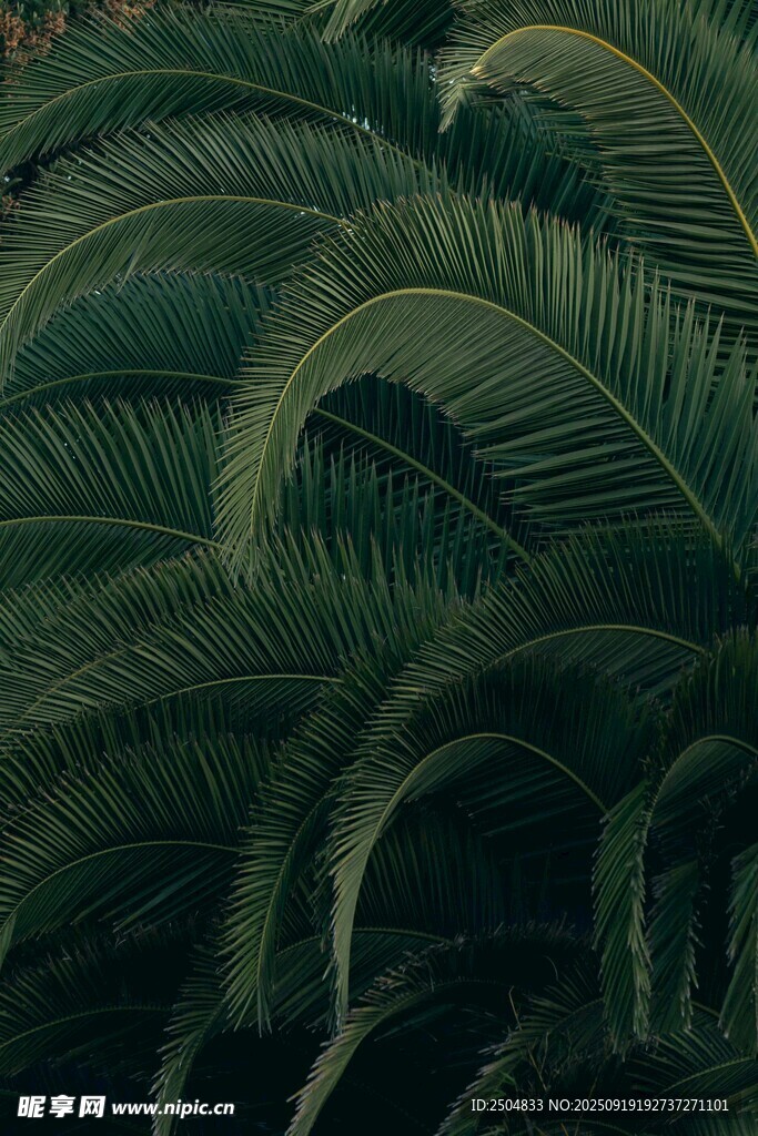 熱帶棕櫚葉紋理圖案