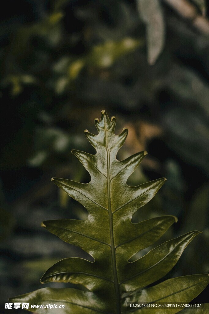 特寫 翠綠植物頂端葉片