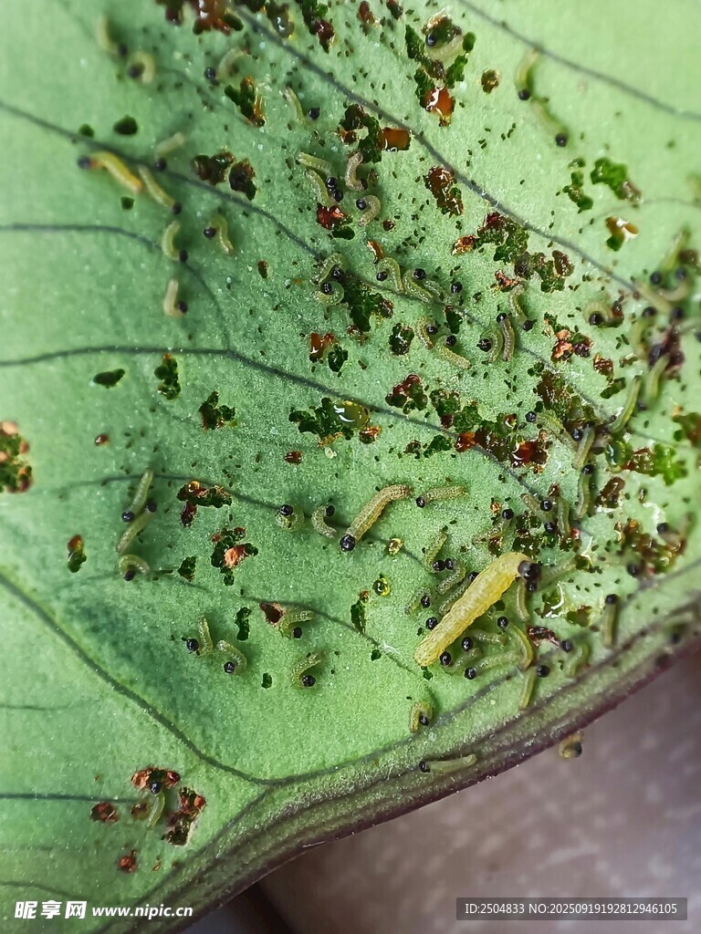 微觀世界的綠葉昆蟲景象