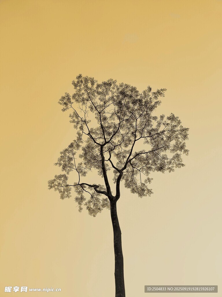 孤獨樹影
