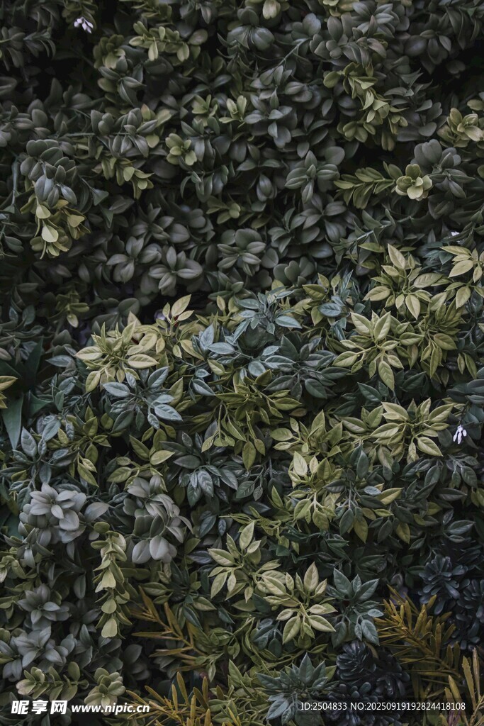 茂密植物景觀