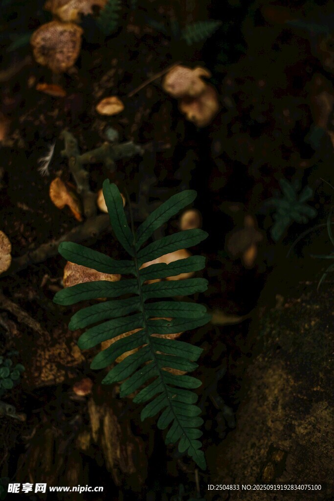 蕨類植物特寫