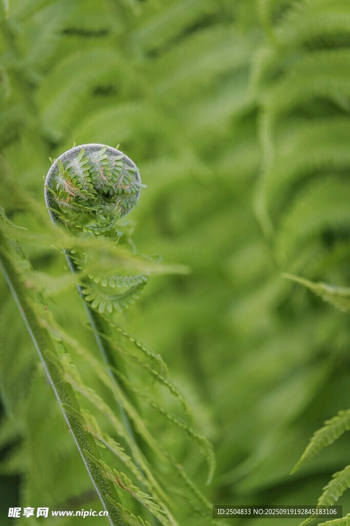 卷曲的蕨類植物嫩芽