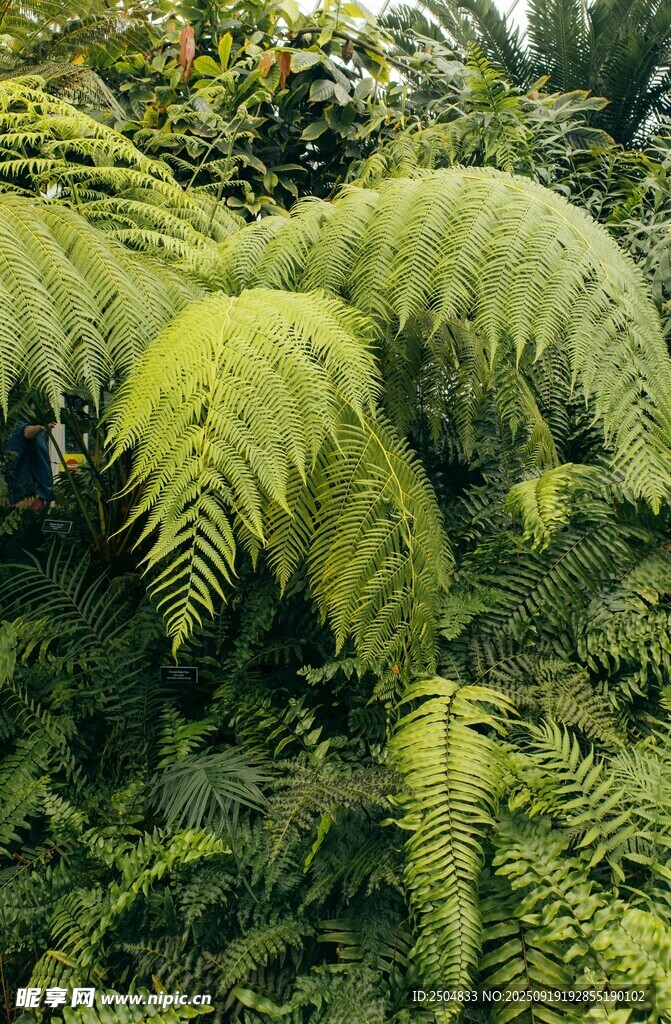 翠綠蕨類植物生機(jī)盎然
