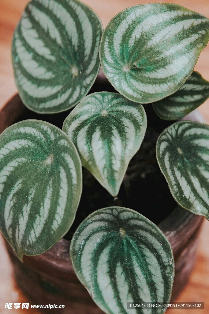 條紋綠植盆栽