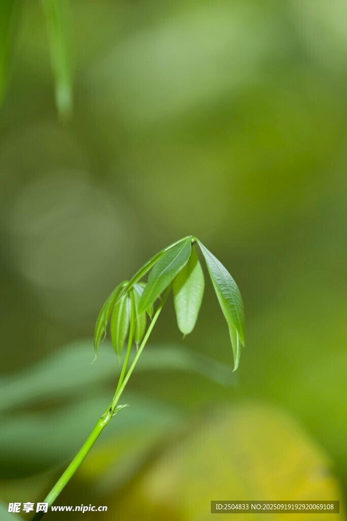 嫩綠葉片 清新自然之景