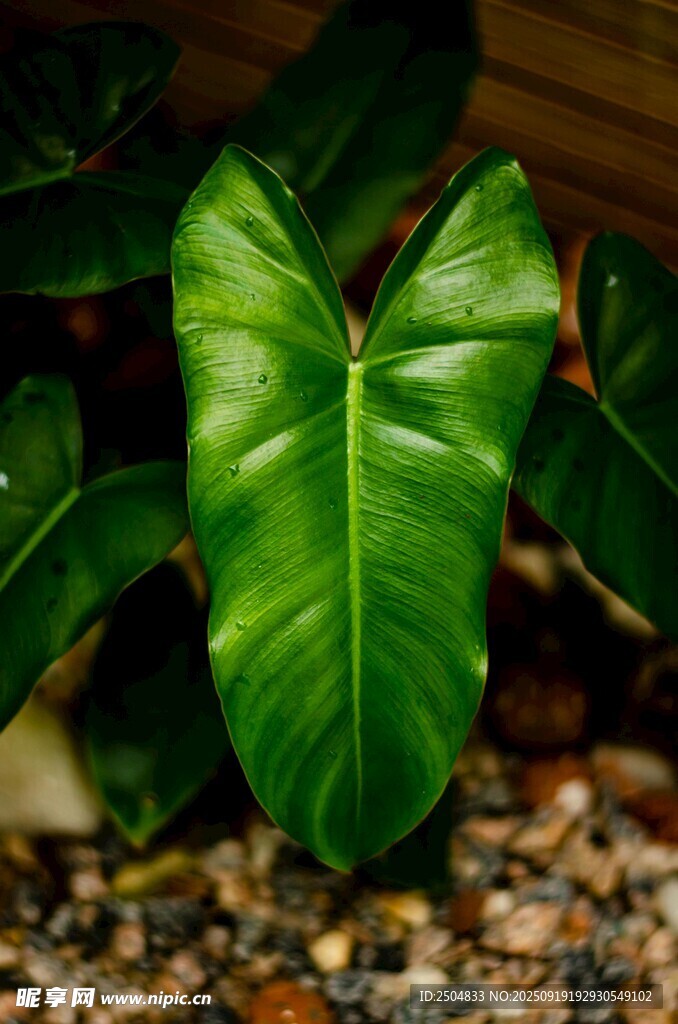 心形綠葉植物特寫